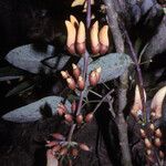 Erythrina fusca Цветок