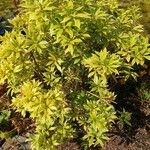 Pieris japonicaBlad