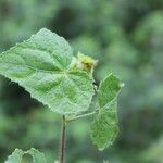 Pavonia cancellata Blad