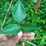 Desmodium uncinatum Levél