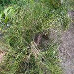 Ephedra distachya subsp. helvetica عادت داشتن