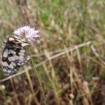 Cephalaria transsylvanica Blodyn