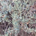 Eriogonum corymbosum Leaf