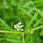 Vicia hirsutaFlor