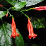 Ruellia brevifolia ফুল