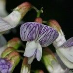 Vicia sylvatica Fleur