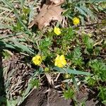 Potentilla verna Habitus