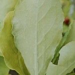 Rhododendron schlippenbachii Blatt