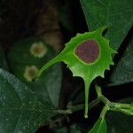 Dorstenia barteri പുഷ്പം