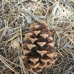 Pinus edulis Fruit