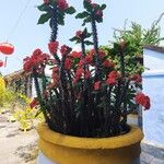 Euphorbia milii Flor