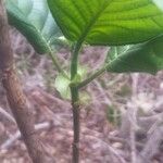 Hymenodictyon septentrionale Leaf
