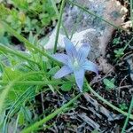 Romulea ramiflora Květ
