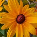 Rudbeckia fulgida Цвят