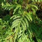 Cryptomeria japonica Feuille