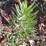 Grevillea juniperina Leaf