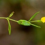 Hypericum australe പുഷ്പം