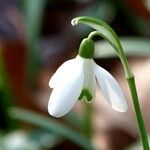 Galanthus elwesii Virág