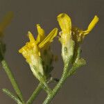 Gutierrezia microcephala Flower