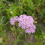 Achillea distans Flor