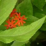 Lychnis chalcedonica 花