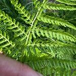 Athyrium distentifolium Blad