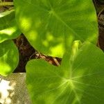 Colocasia esculentaLeaf