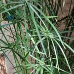 Cyperus papyrus Leaf
