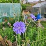 Cichorium endiviaFlower