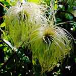 Clematis tangutica Плод