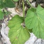 Erodium laciniatum Foglia