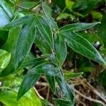 Passiflora suberosa Leaf