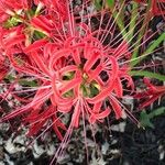 Lycoris radiata Floare