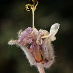 Eulobus californicus Flower
