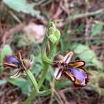 Ophrys speculum Flower