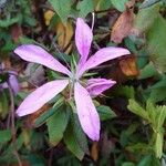 Rhododendron canadense Flor