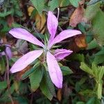 Rhododendron canadense Cvet