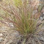 Muhlenbergia capillaris Лист