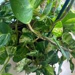 Epipremnum aureum Hoja