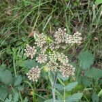 Peucedanum cervaria Flor