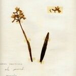 Orchis provincialis Hábito