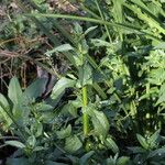 Veronica catenata Leaf