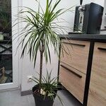 Dracaena reflexaKwiat