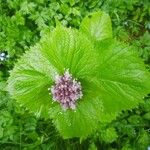 Valeriana pyrenaica 花