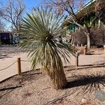 Yucca rostrata Lapas