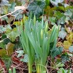 Narcissus pseudonarcissus موطن