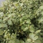 Pittosporum tenuifolium Leaf