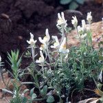 Linaria reflexa Habit