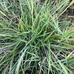 Themeda triandra Leaf