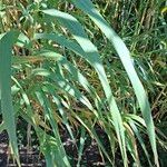 Arundo donax পাতা